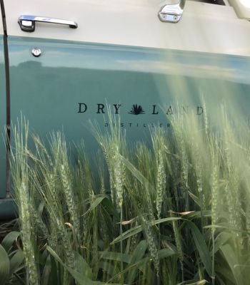 Dry Land Distillers land rover vehicle in field of grains