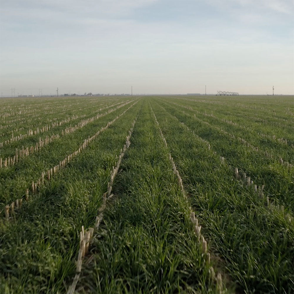 Colorado Wheat Farm